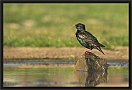 spreeuw DSC_0007-01